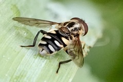Parhelophilus flavifacies