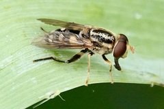 Parhelophilus flavifacies