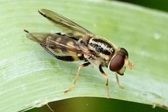 Parhelophilus flavifacies