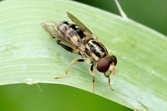 Parhelophilus flavifacies