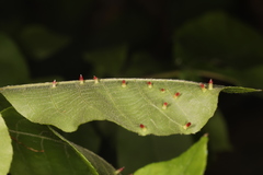 Caryomyia striolata
