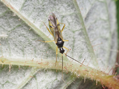 Tupiocoris
