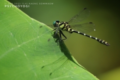 Microgomphus chelifer