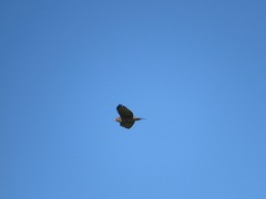 Buteo platypterus