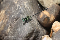 Microgomphus chelifer