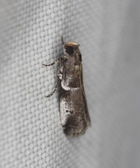 Quasisalebria atratella