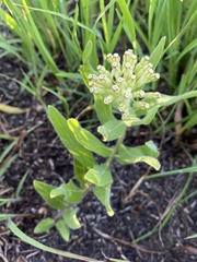 Asclepias lanuginosa
