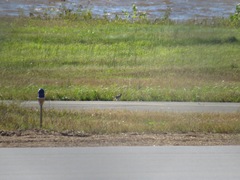 Calidris subruficollis