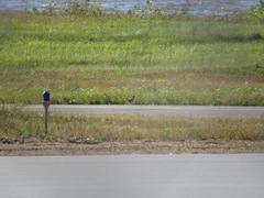 Calidris subruficollis