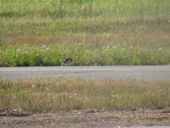 Calidris subruficollis