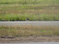 Calidris subruficollis