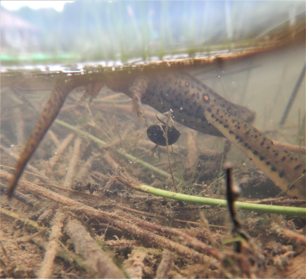 Water Scavenger Beetles from Monongalia County, WV, USA on June 09 ...