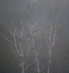 Haliaeetus leucocephalus