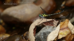 Microgomphus chelifer