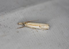Crambus agitatellus