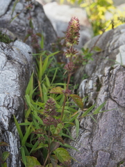 Clinopodium micranthum