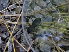 Dromochorus belfragei