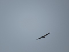 Haliaeetus leucocephalus