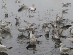 Larus delawarensis