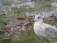 Larus delawarensis