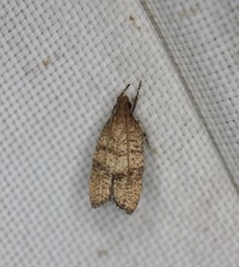 Psilocorsis quercicella