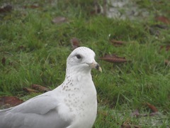 Larus delawarensis