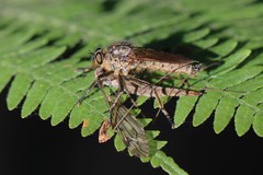 Eutolmus rufibarbis