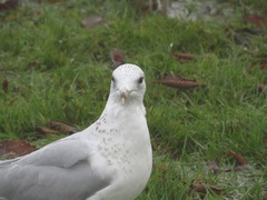 Larus delawarensis