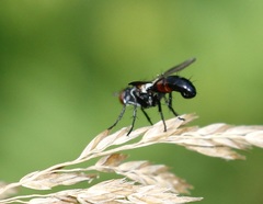 Cylindromyia bicolor