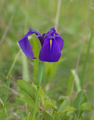 Iris ensata