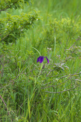 Iris ensata