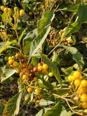 Solanum argentinum