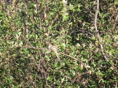 Coccyzus erythropthalmus