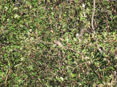 Coccyzus erythropthalmus