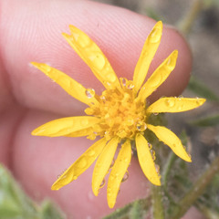 Heterotheca sessiliflora echioides
