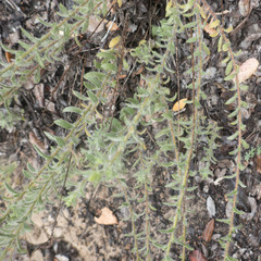 Heterotheca sessiliflora echioides