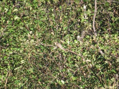 Coccyzus erythropthalmus