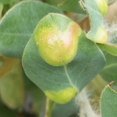 Exobasidium arctostaphyli
