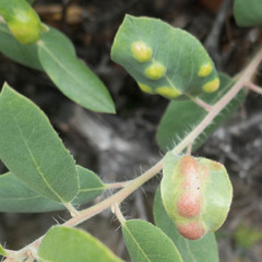 Exobasidium arctostaphyli