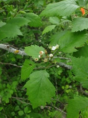 Crataegus fluviatilis