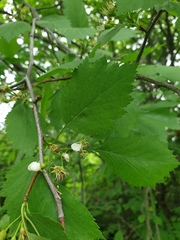 Crataegus fluviatilis
