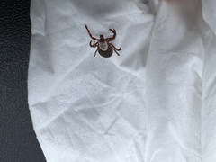 Dermacentor andersoni