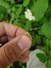 Crataegus fluviatilis