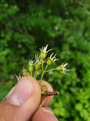 Crataegus fluviatilis
