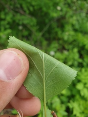 Crataegus fluviatilis