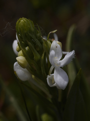 Platanthera blephariglottis blephariglottis