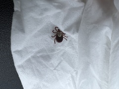 Dermacentor andersoni