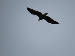 Haliaeetus leucocephalus