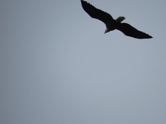 Haliaeetus leucocephalus