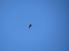 Buteo lagopus